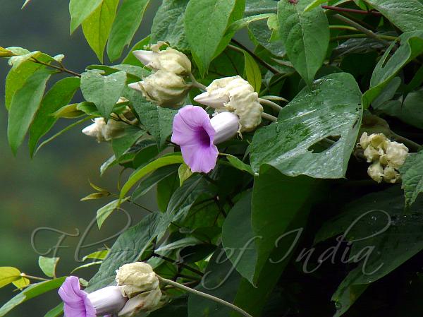 Elephant Creeper